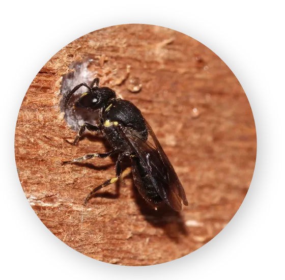 happy beez - hoe het werkt